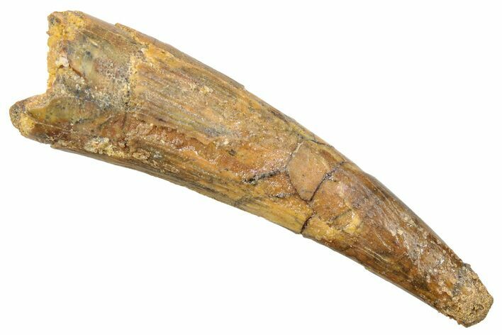 Fossil Pterosaur (Siroccopteryx) Tooth - Morocco #248964